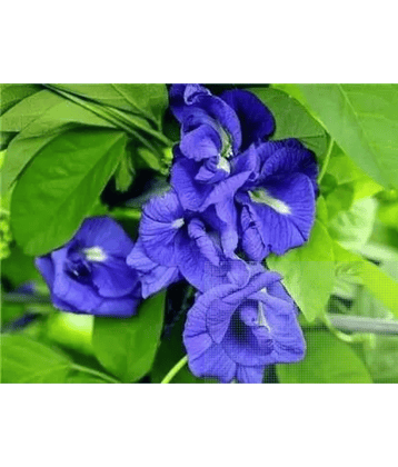 CLASSIC GREEN EARTH - Ipomoea Flower ( 60 Seeds )