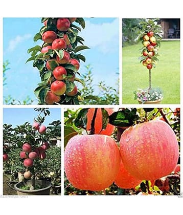 Bonsai Apple Tree Seeds - Pack of 10 seeds