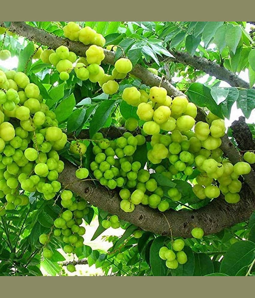 Jignisha Seeds Organic Indian Gooseberry Fruit ( 30 Seeds )