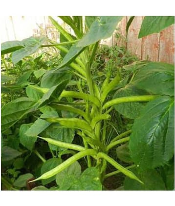 AGRODAK FARM CLUSTER BEANS-GAVAAR PHALEE- GUWAR PHALI HYBRID SEEDS (1 PACKET)
