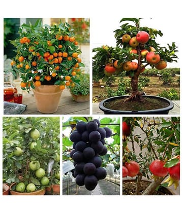Dwarf Fruit Seeds Combo Orange,Apple, Grape, Pomegranate, Guava 5 seeds Each + 150gm Growing soil + Instruction Manual Inside Package
