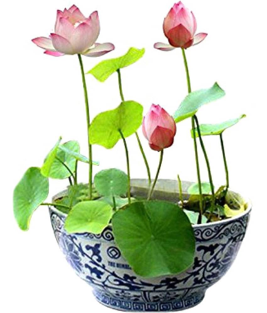 V Square Retail Beautiful Lotus Flower Seeds