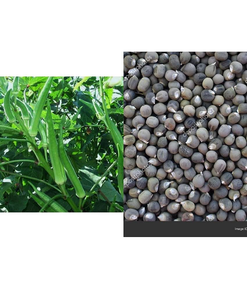 Lady Finger or Bhindi Hybrid F1 SUPREME (II) Seeds for Terrace Kitchen Balcony Gardening