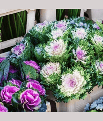 Vedhahi Flowering Kale Flower ( 20 Seeds )