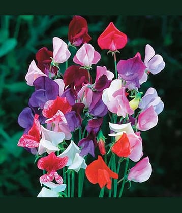 Sweet pea 20 seeds pack with 100 gm cocopeat snd user manual
