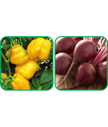 Aero Seeds Beetroot ( 100 Seeds) And Capsicum Yellow ( 30 Seeds) Vegetable Seeds Pack