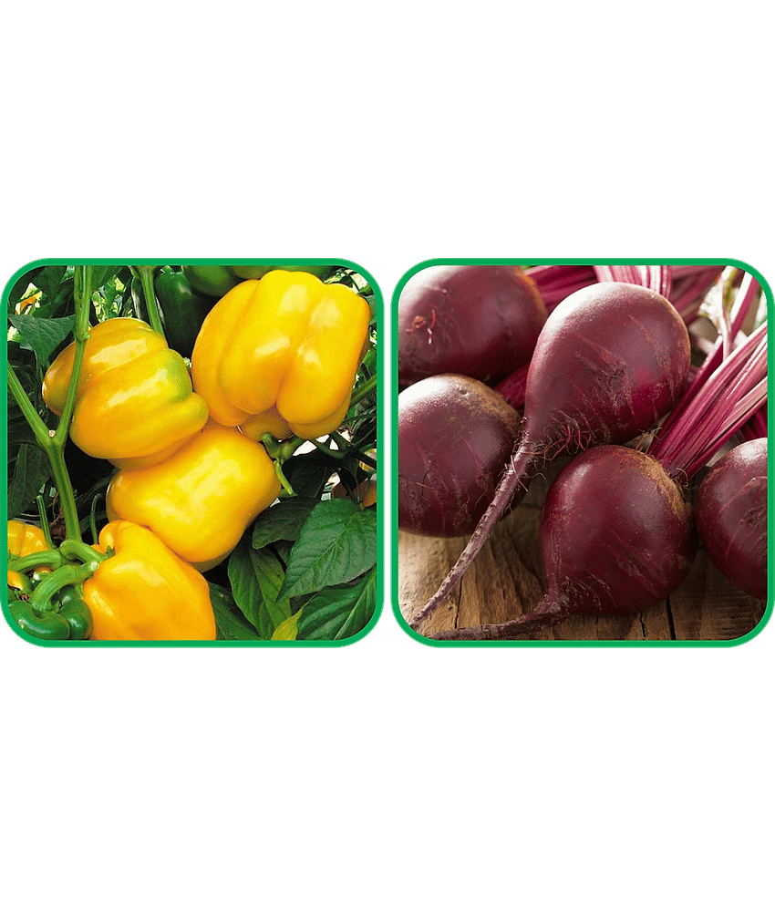 Aero Seeds Beetroot ( 100 Seeds) And Capsicum Yellow ( 30 Seeds) Vegetable Seeds Pack