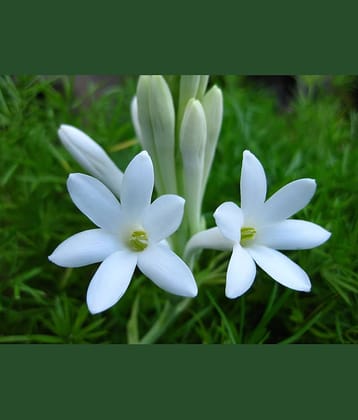 CLASSIC GREEN EARTH - Harsingar Flower ( 40 Seeds )