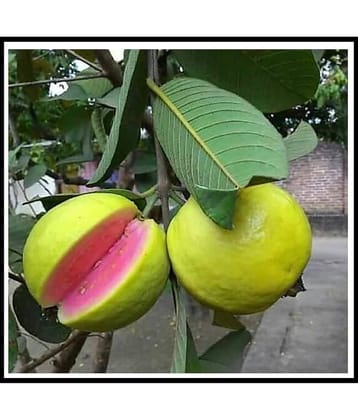 RARE RED GUAVA 150 SEEDS PACK WITH COCOPEAT AND MANUAL