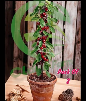 Cloud Farm Outdoor Fruit Plant ( Pack of 2 )