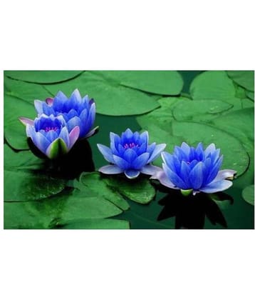 Saaheli Lotus Flower Blue Seed