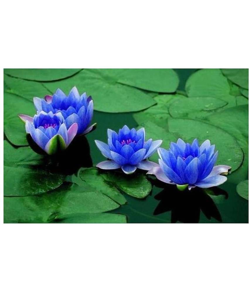 Saaheli Lotus Flower Blue Seed