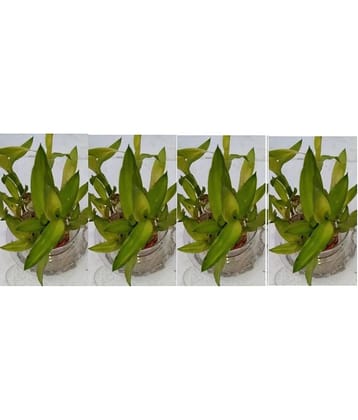 Green plant indoor - Green Wild Artificial Flowers With Pot ( Pack of 4 )