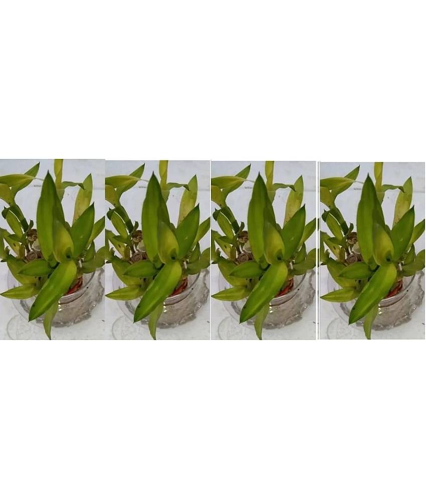 Green plant indoor - Green Wild Artificial Flowers With Pot ( Pack of 4 )