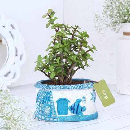 Jade Plant In Sea House Planters