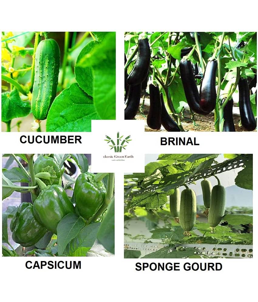 Brinjal+ Sponge Gourd+ Copsicum +Cucumber 200 seeds with cocopeat