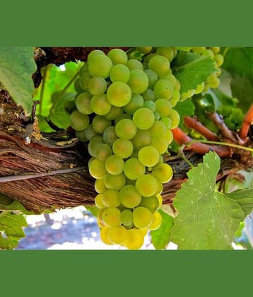 Seeds Zone Sweet Manicure Finger Grapes Professional Seed Set (Pack of 15)