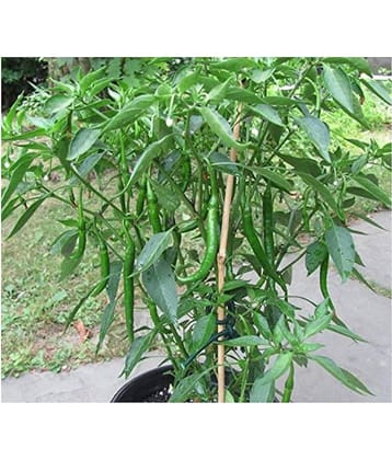 Saraswati garden Vegetable Seeds Chilli Pepper Hybrid Green Long for Pot Container growing High Yield 100 seeds