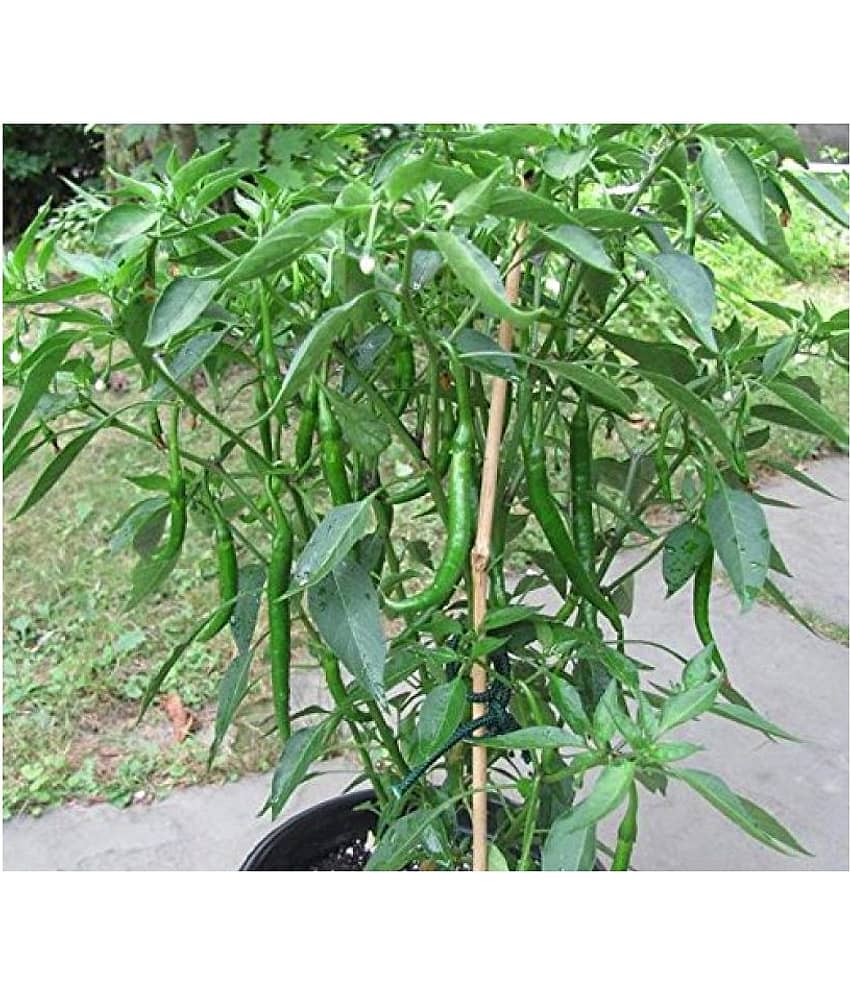 Saraswati garden Vegetable Seeds Chilli Pepper Hybrid Green Long for Pot Container growing High Yield 100 seeds