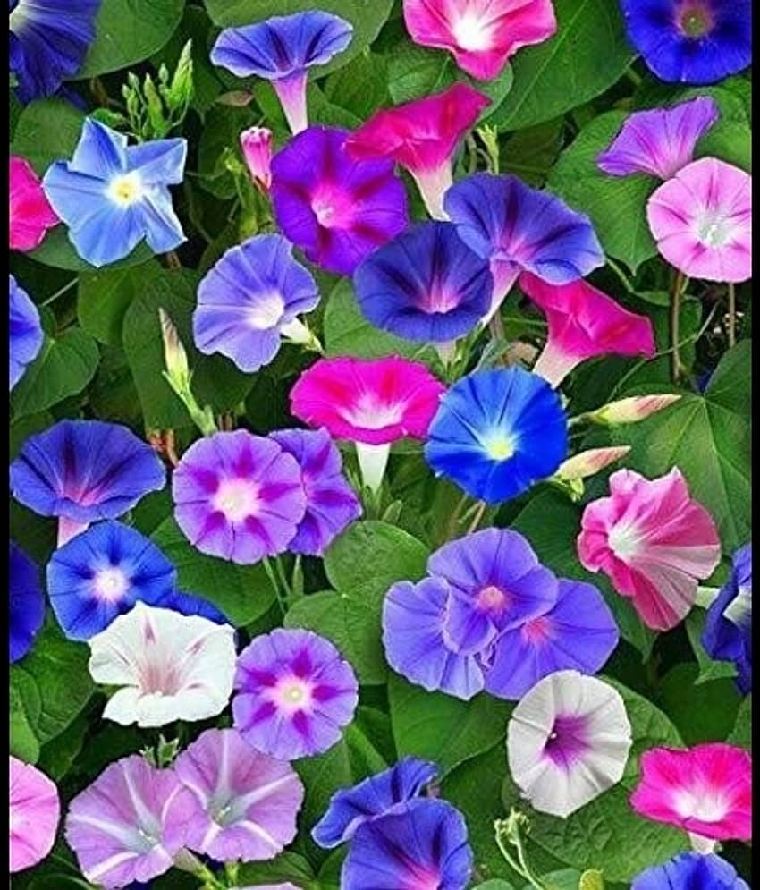Infintegreen Moringa Flower ( 100 Seeds )
