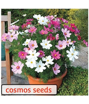 Cosmos Mix Flower 20 Seeds Per Packet