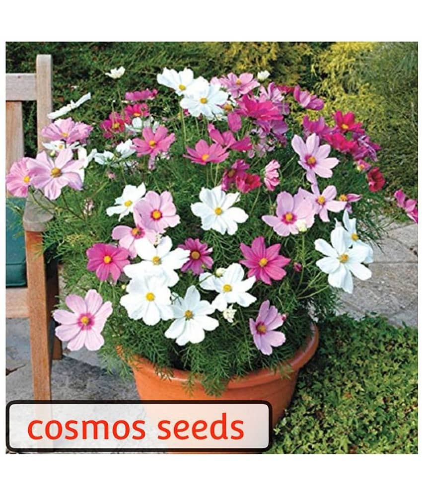 Cosmos Mix Flower 20 Seeds Per Packet