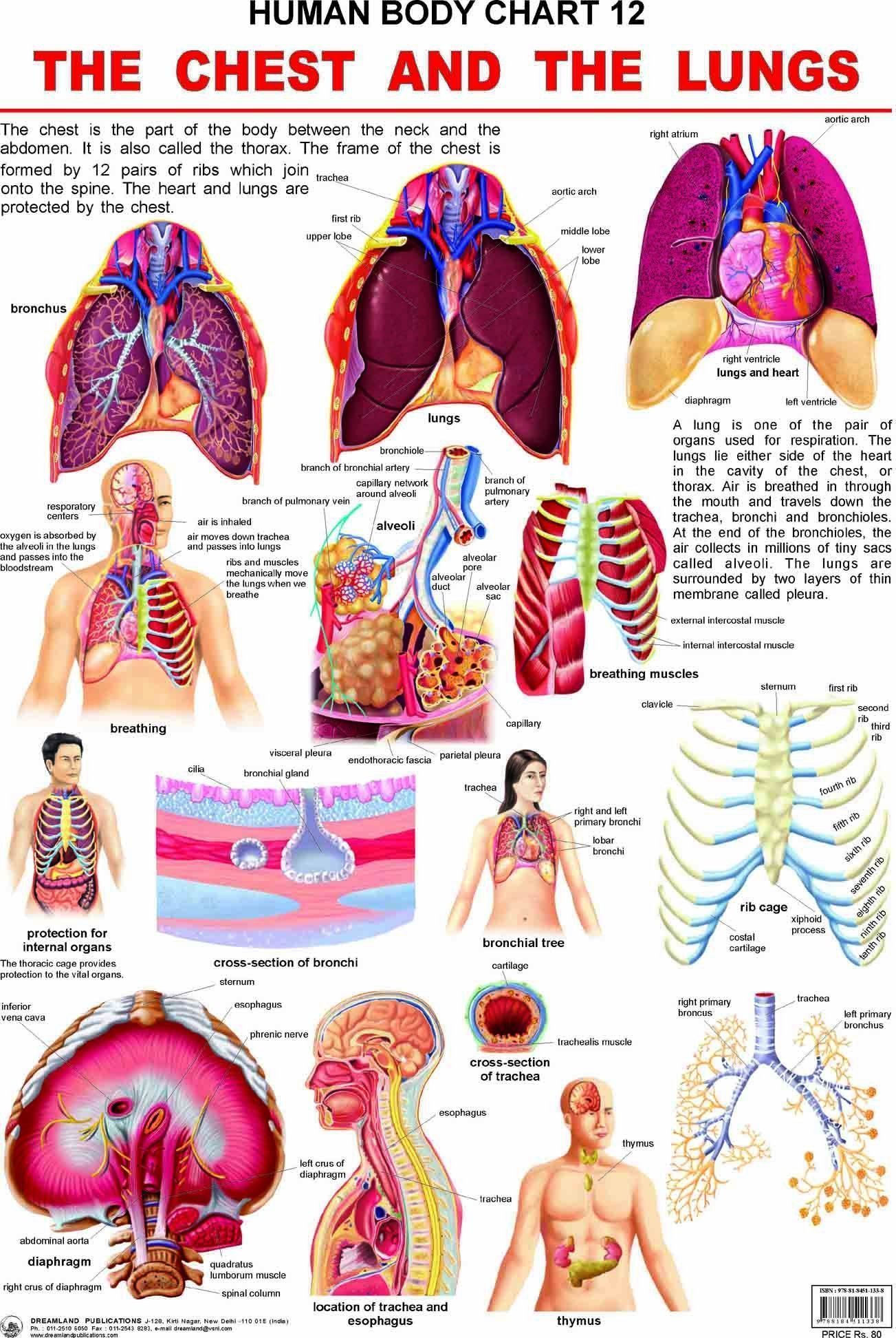 The Chest & the Lungs Wall Chart (Human Body Chart) - Both Side Hard Laminated (Size 48 x 73 cm) [Poster] Dreamland Publications
