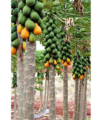 zello - Papaya Fruit ( 50 Seeds )