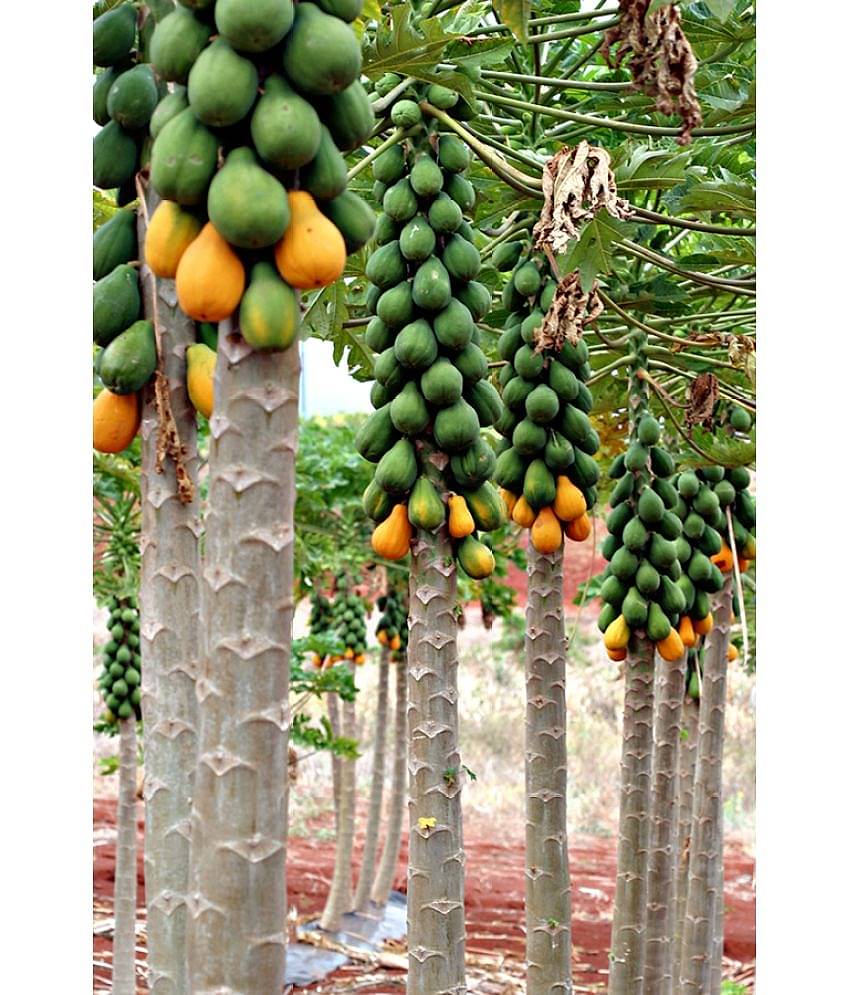 zello - Papaya Fruit ( 50 Seeds )