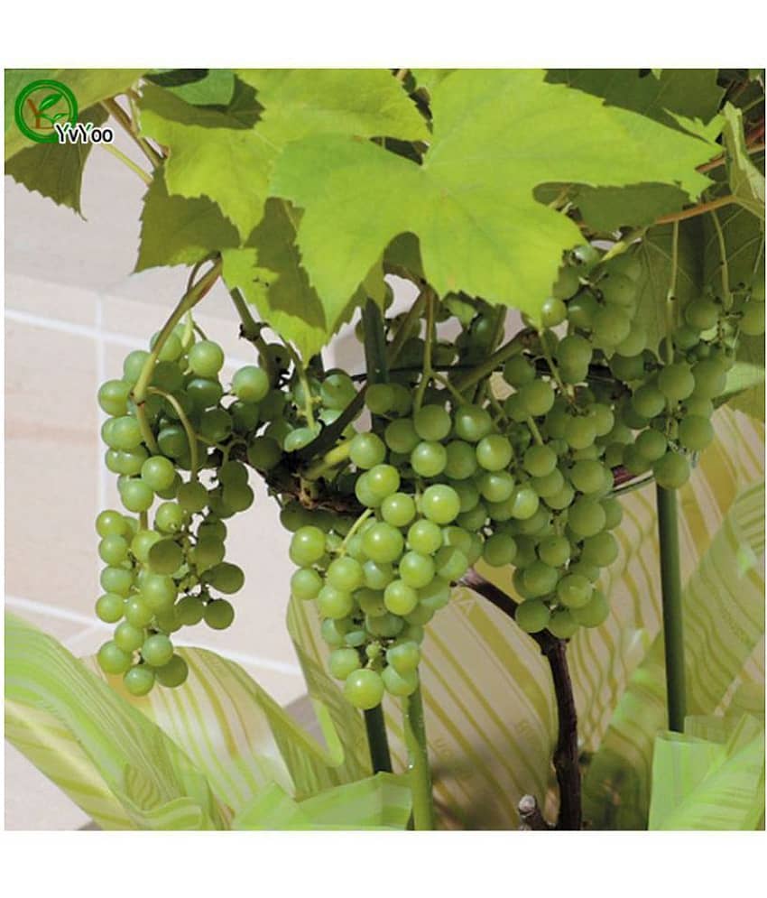 Fruit Seeds Witch Finger Grape Vine Seeds Juicy Fruit Seeds Mixed Seeds For Home Garden Kitchen Garden Bonsai Suitable Fruit Seeds Pack