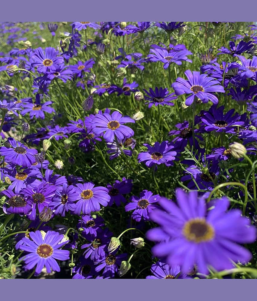 Brachyscome 30 Premium Seeds