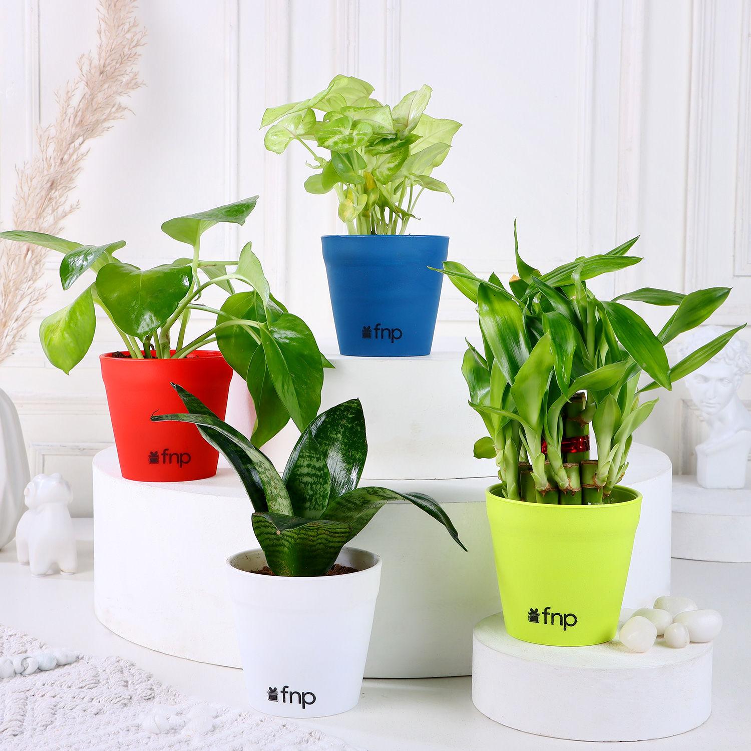 Bamboo Syngonium Sansevieria Money Plant Set
