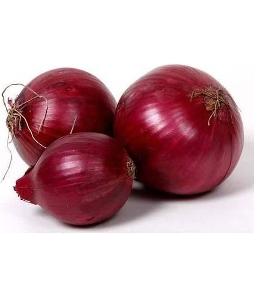 STOREFLIX ONION RED NASIK Seed (500 per packet) WITH USER MANUAL