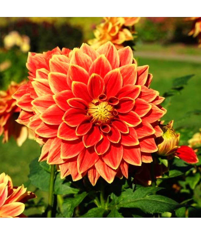 homeagro - Dahlia Mixed Flower ( 25 Seeds )