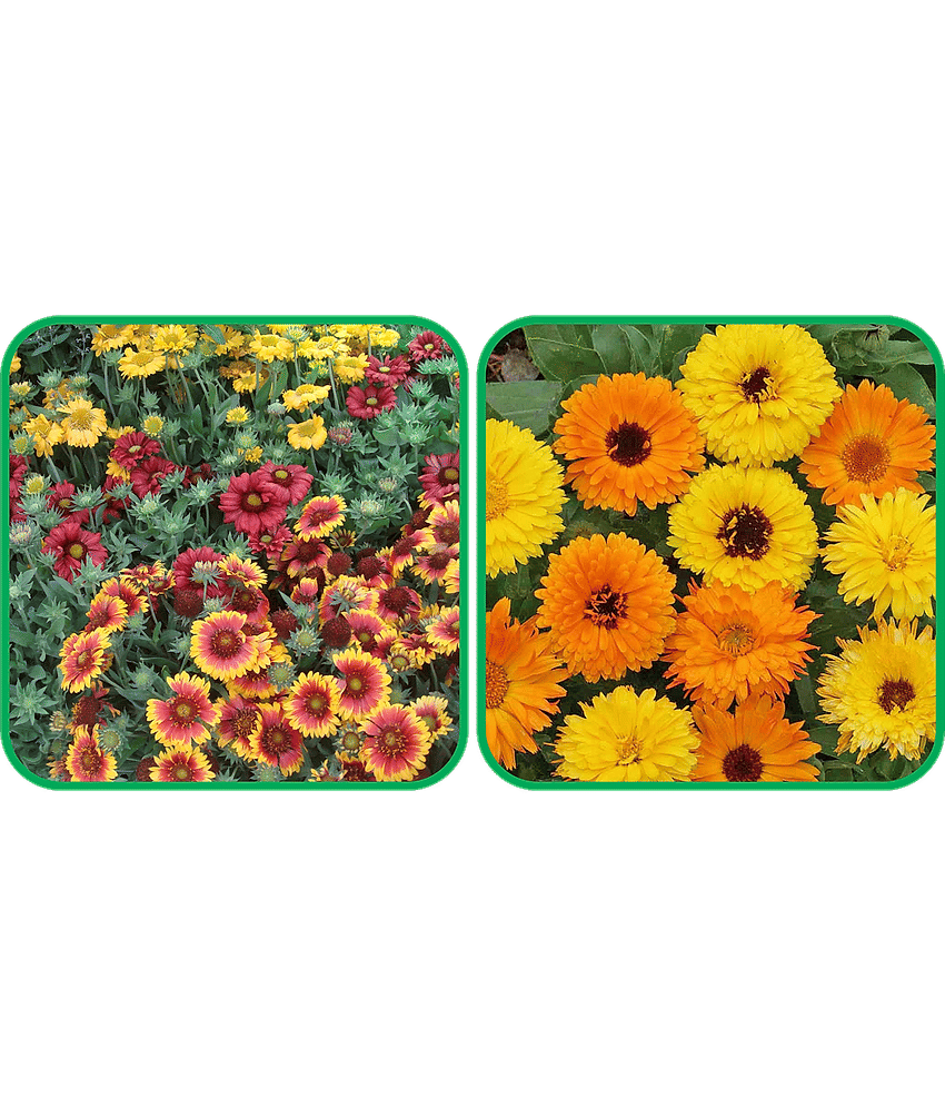 Aero Seeds Calendula Mix Color (50 Seeds) And Gaillardia Aristata Mix Color (50 Seeds) Flower Seeds Pack