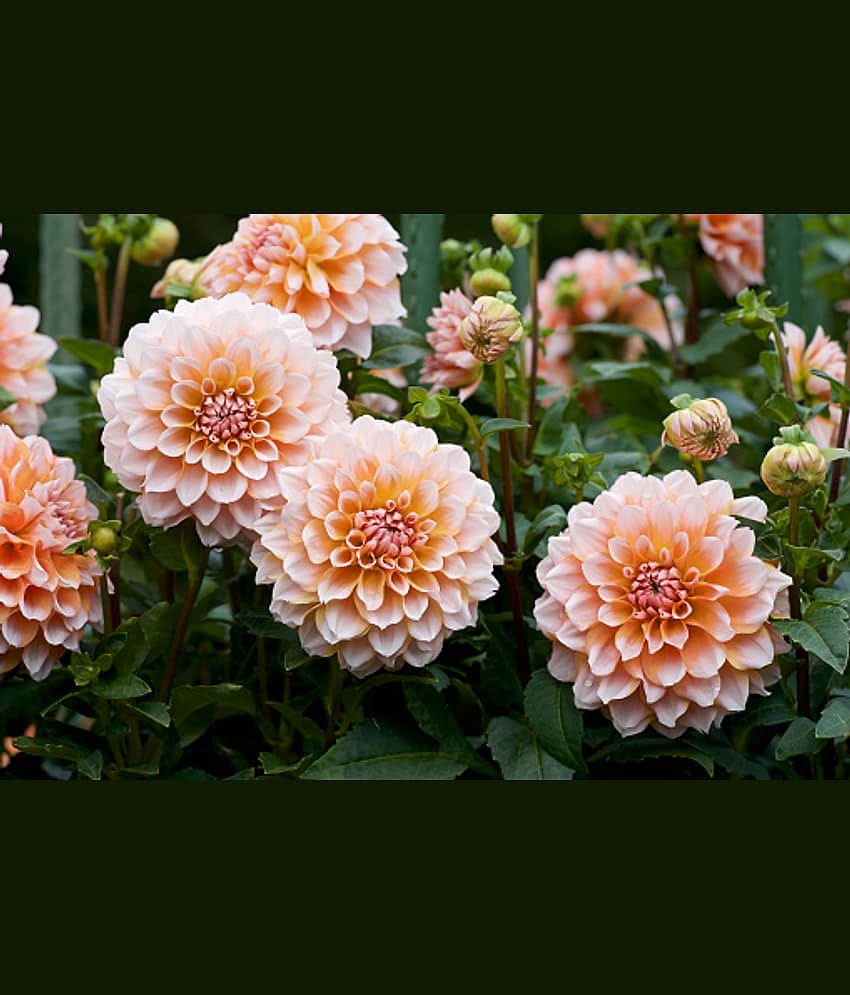 HN organic seed - Dahlia Mixed Flower ( 25 Seeds )