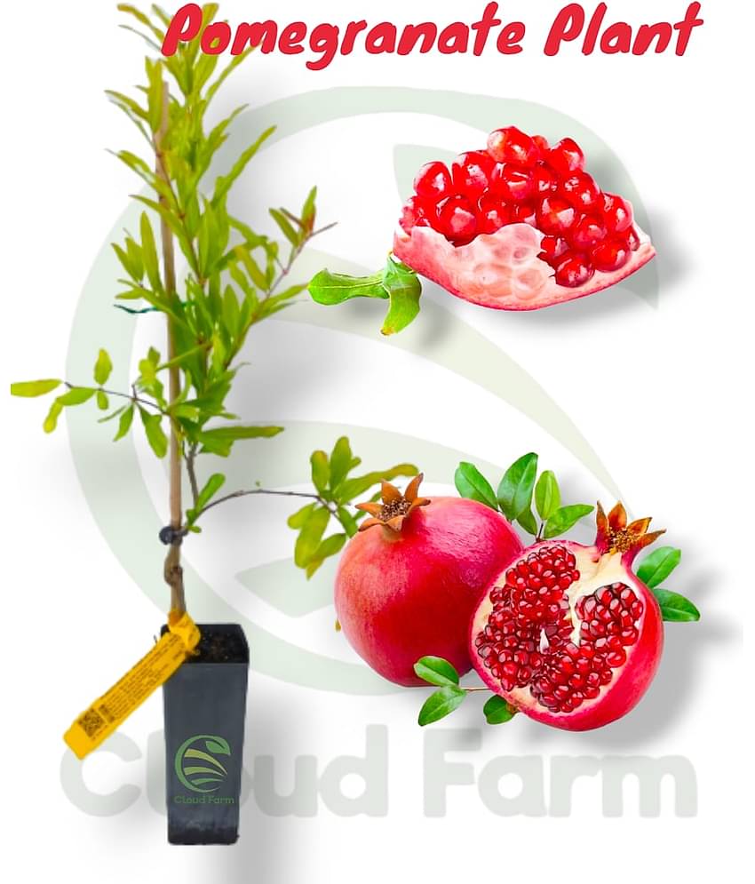 Cloud Farm Outdoor Fruit Plant ( Pack of 1 )