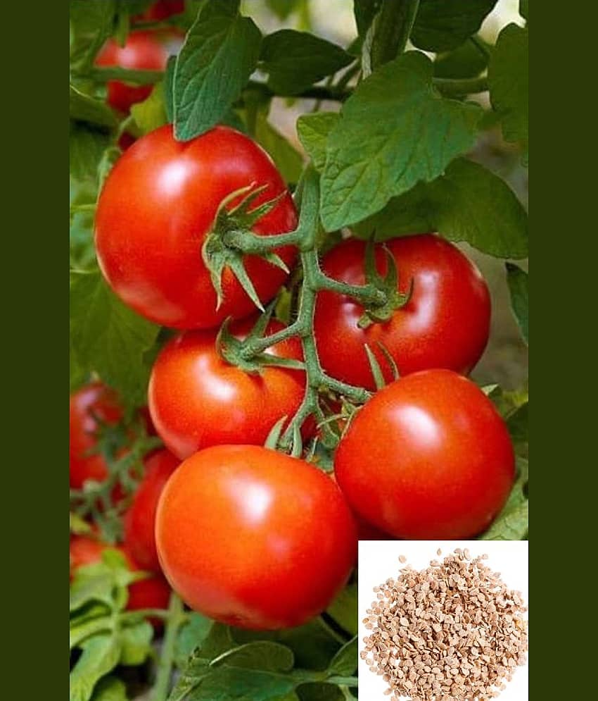 homeagro Cherry Tomato vegetables Seeds ( Pack Of