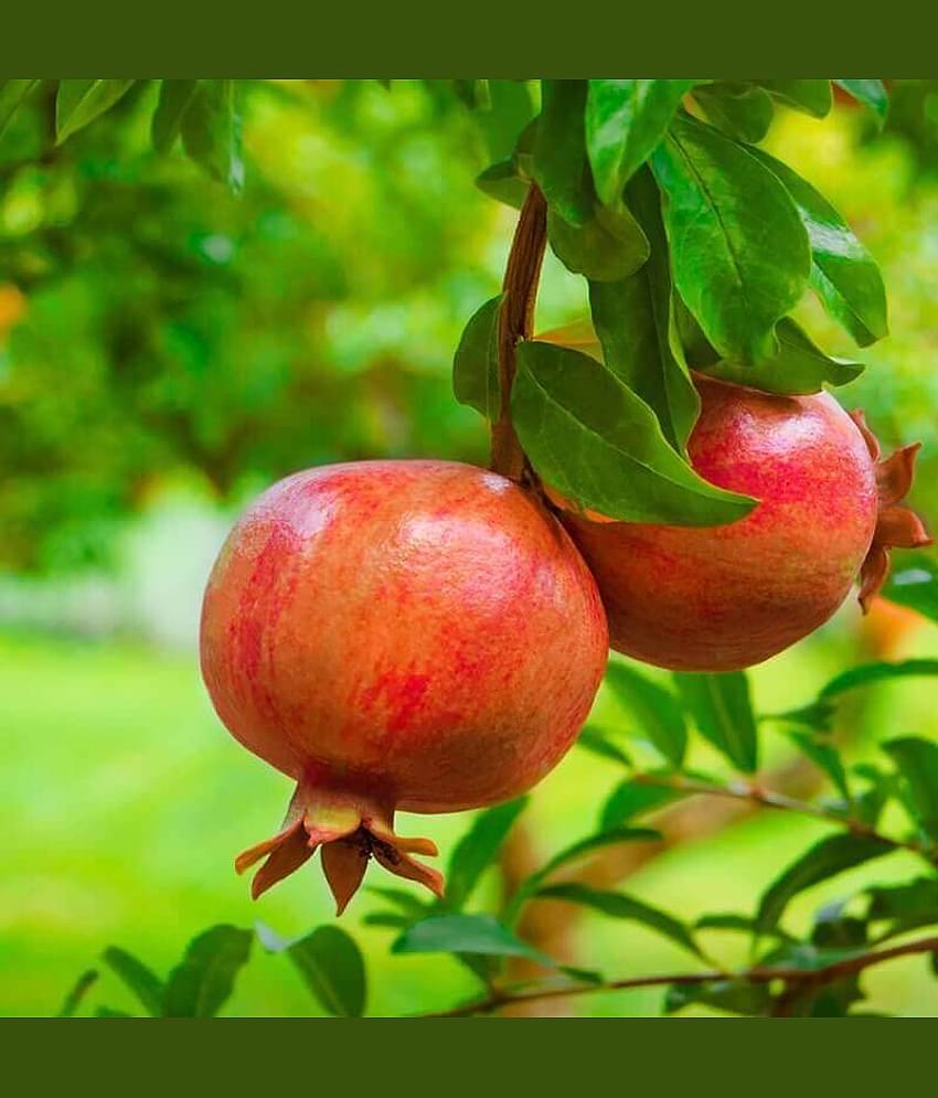 Cloud Farm Outdoor Fruit Plant ( Pack of 1 )