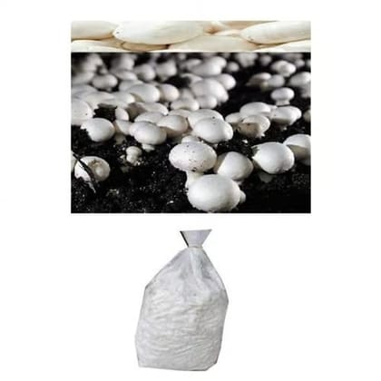White Button Mushroom Spawn -Seed - 200 gm