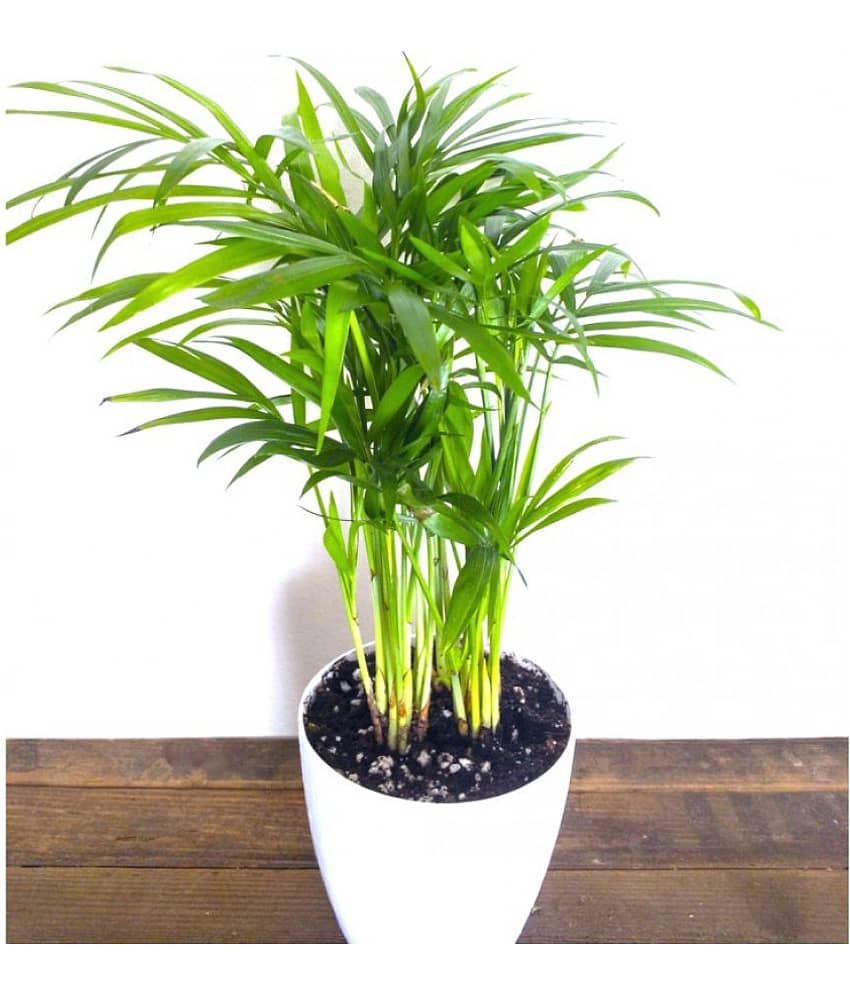 CLASSIC GREEN EARTH - Areca palm Grass ( 20 Seeds )