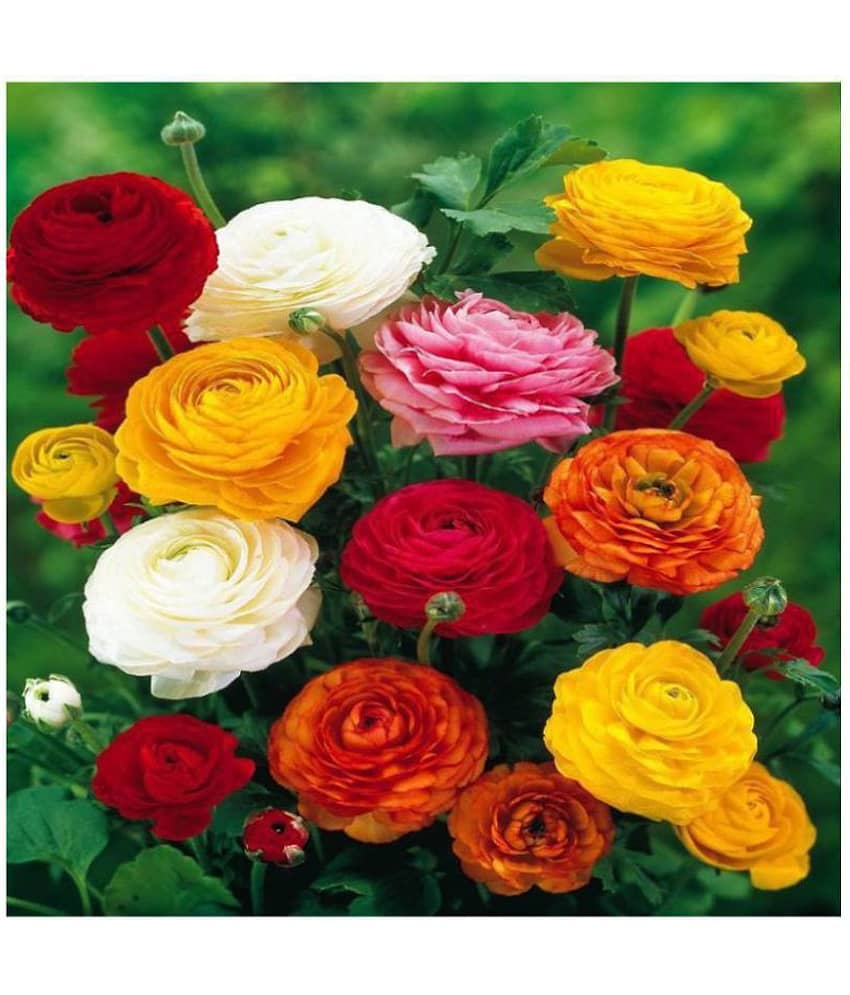 Ranunculus asiaticus Flower Seeds