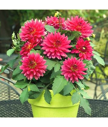 homeagro - Dahlia Mixed Flower ( 25 Seeds )