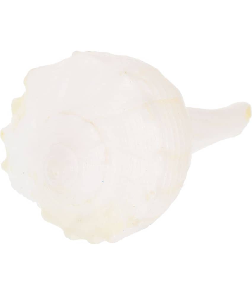 Kesar Zems Stone Dakshina Varti Shankh (6 cm x 3.5 cm x 3 cm, White)