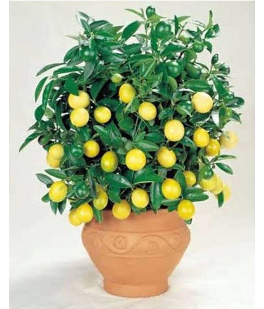 INNATE Lemon Seeds - 20 seed Pack