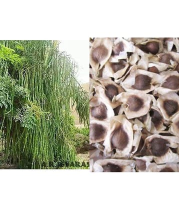 Drum Stick, Moringa, Murangai, Saijan Ki Phalli, Saragavo | Pack of 15 Seeds
