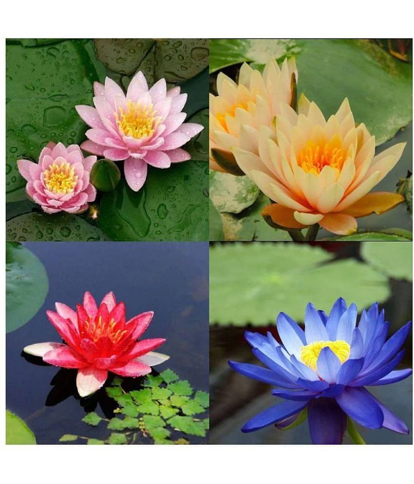 AGREY 4 COLOURS MIXED LOTUS SEEDS 10 SEEDS