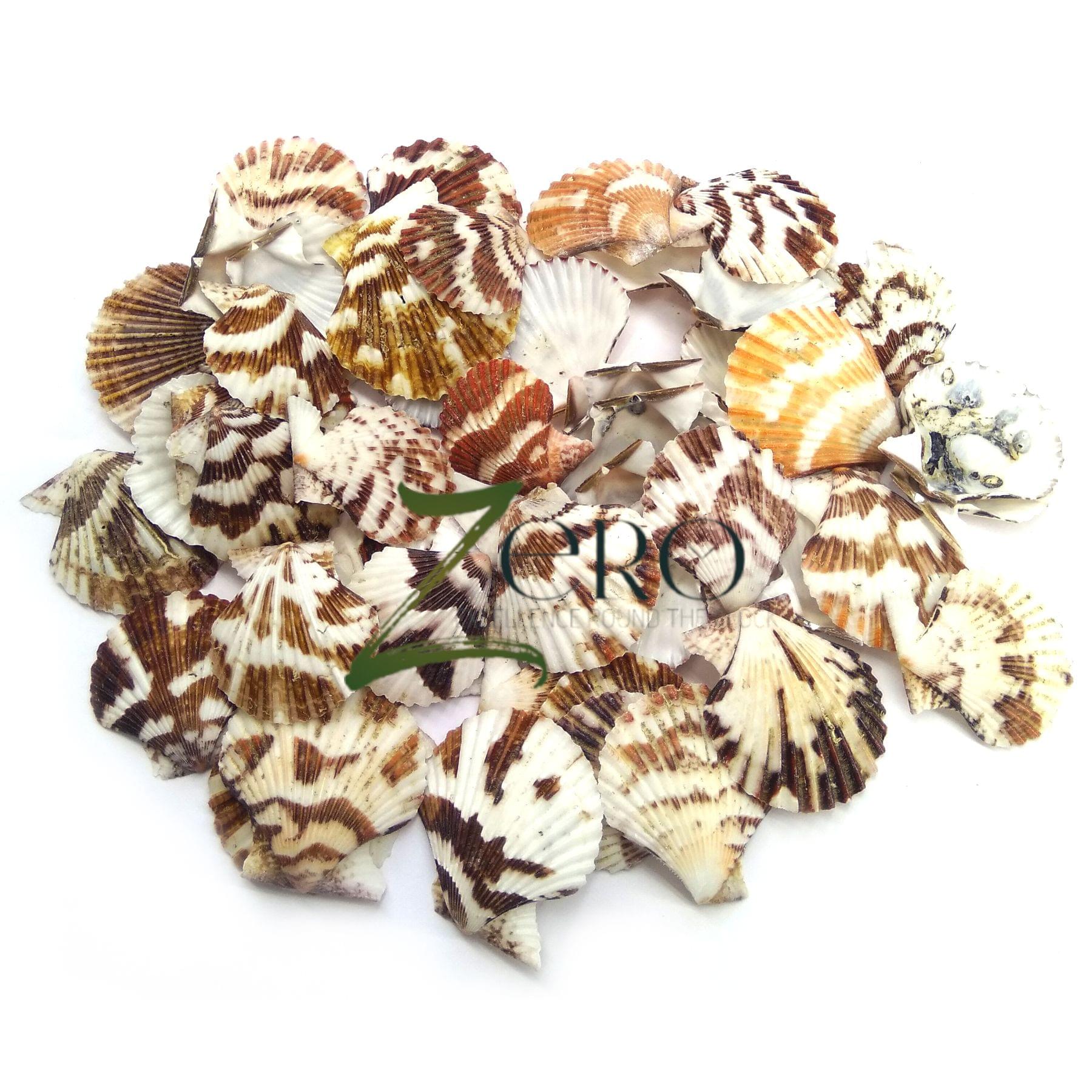 Brand Zero - Mexican Semi Flat Scallops Seashells Graphic Design - 50 Gms