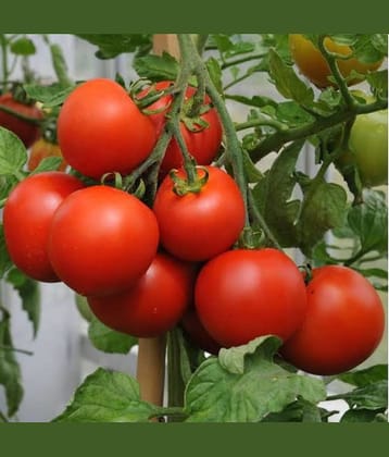 CLASSIC GREEN EARTH - Vegetable Seeds ( Seeds India All Season Tomato 50 seeds )