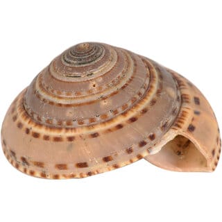 KESAR ZEMS Natural Shree Vishnu Shankhu Sudarshan Conch SEASHELL Stone For Pooja Ornaments 8 x 7 x 4 CM